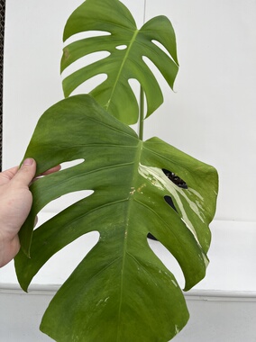 一物一拍 2叶弱锦白龟 总高54cm 叶长32cm 盆口19cm  W058