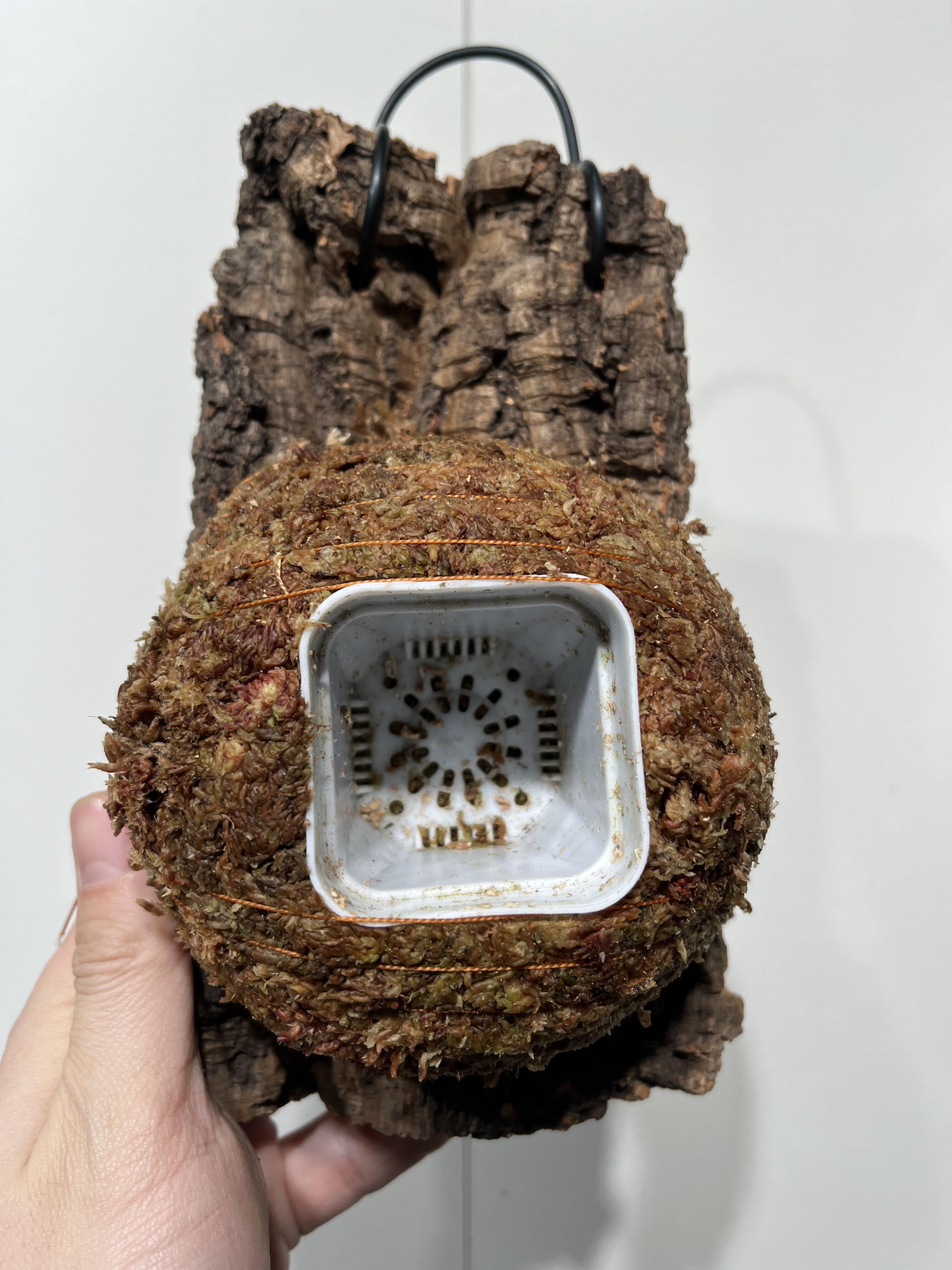 一物一拍软木板水苔球 板12*21厚度4cm 水苔球12.5cm送绑绳B477,鲜花速递/花卉仿真/绿植园艺,热植养护设备,淘宝优惠券,粉丝福利购,淘宝优惠卷