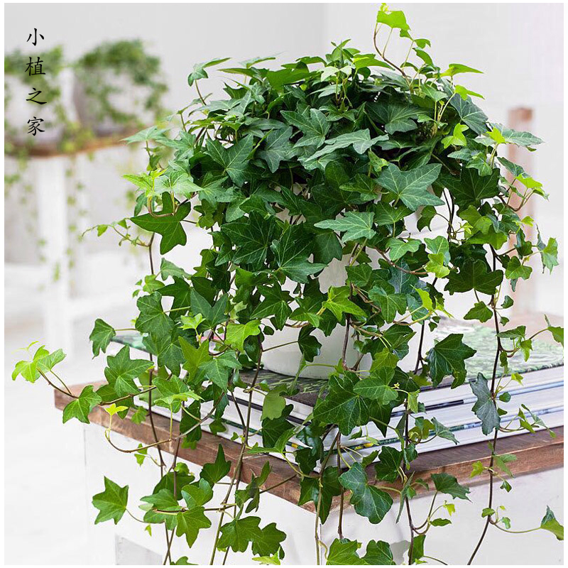 常春藤盆栽植物室内垂吊兰长春藤吸甲醛藤蔓植物爬藤挂绿植常青藤