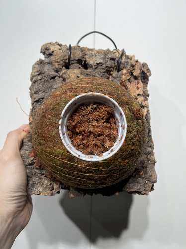 一物一拍软木板苔球 板20*21cm厚6cm 水苔球15cm送绑绳B269