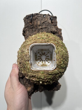 一物一拍软木板水苔球 板13*22厚度4cm 水苔球12.5cm送绑绳B546