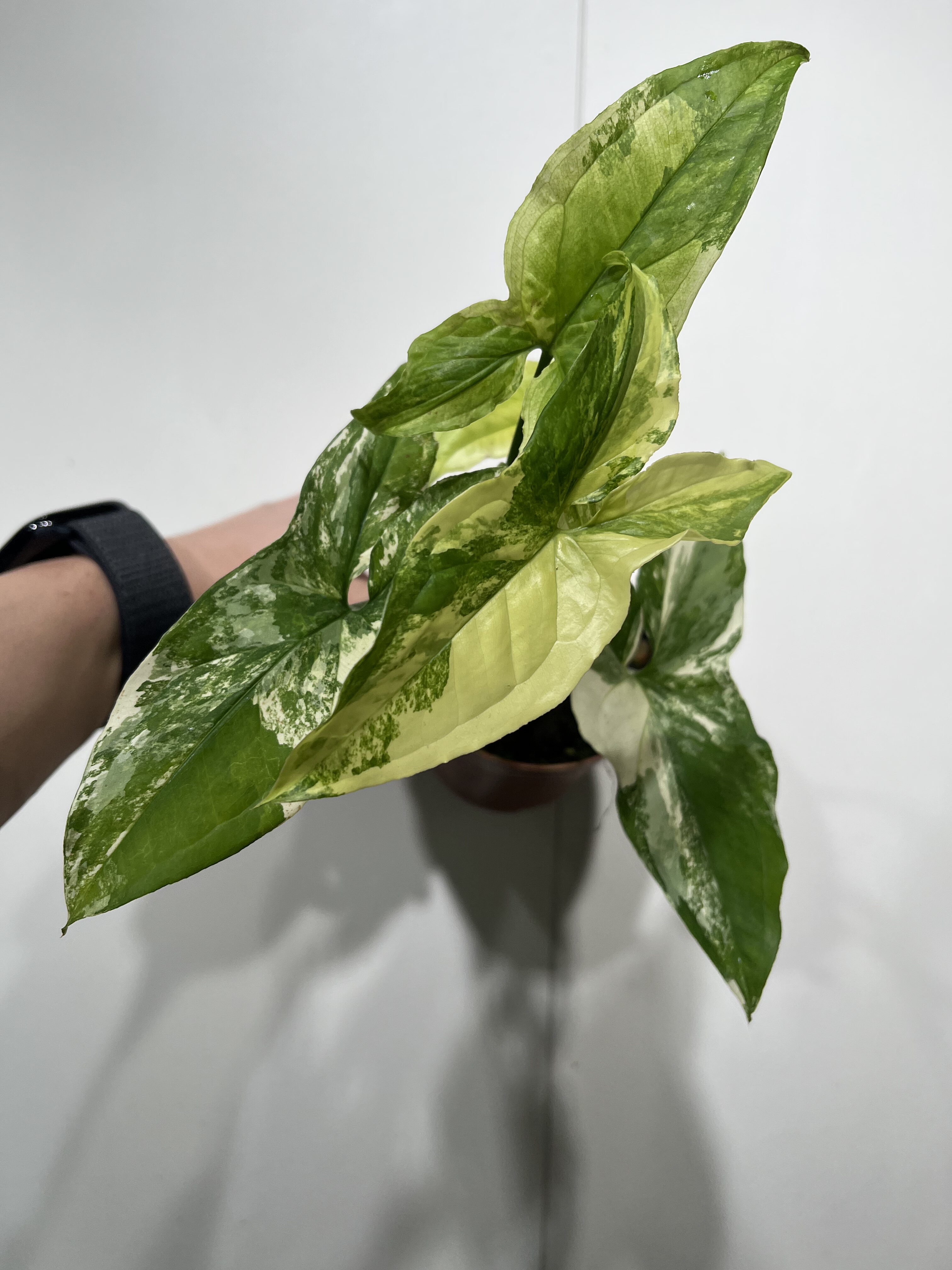 一物一拍 双株白锦合果芋 总高31cm 513