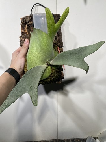 一物一拍 Mr-tin鹿角蕨软木板 板尺寸16*26cm 324