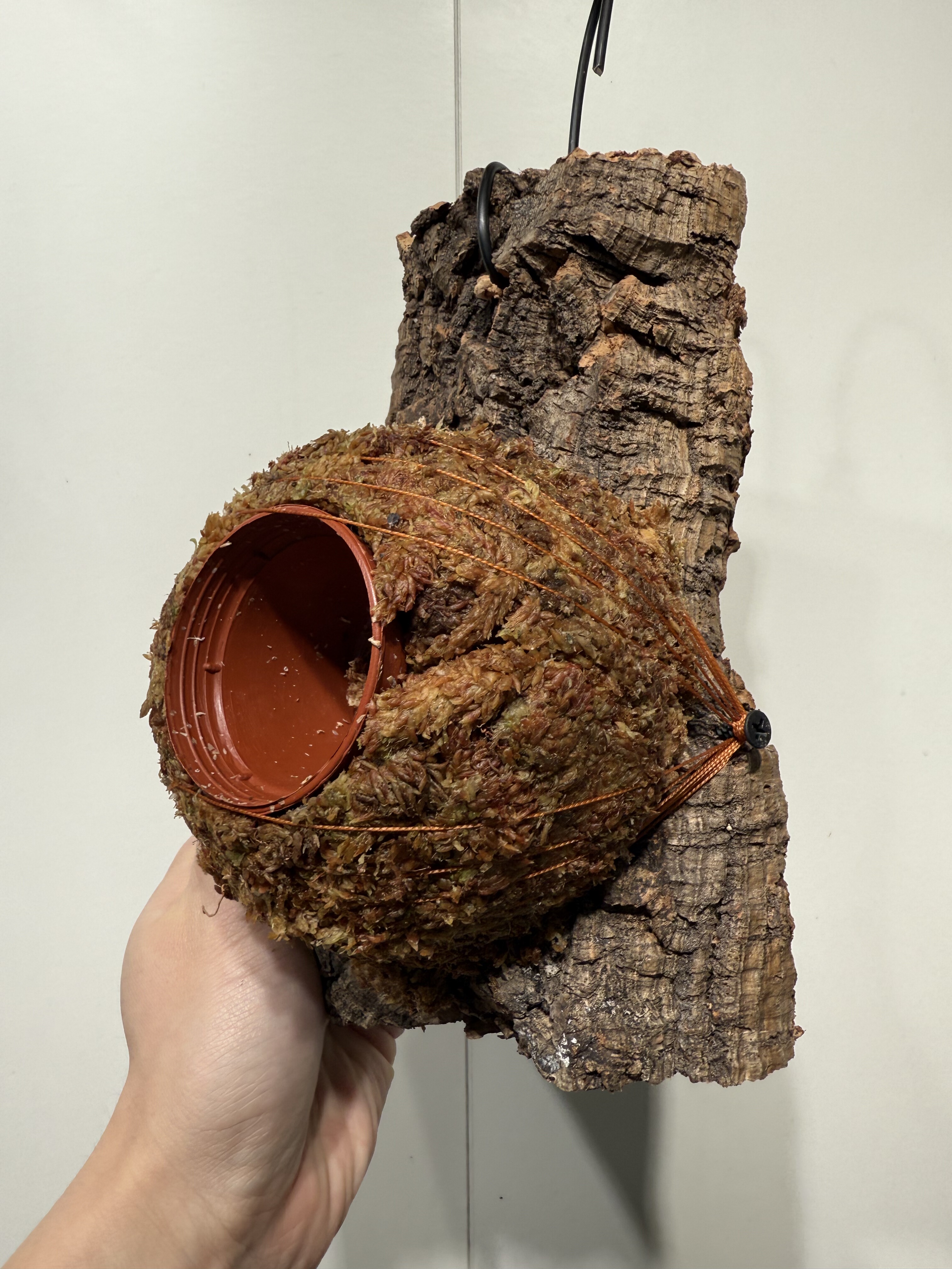 一物一拍软木板水苔球 板14.5*21厚度4cm 水苔球12.5cm送绑绳B463,鲜花速递/花卉仿真/绿植园艺,热植养护设备,淘宝优惠券,粉丝福利购,淘宝优惠卷