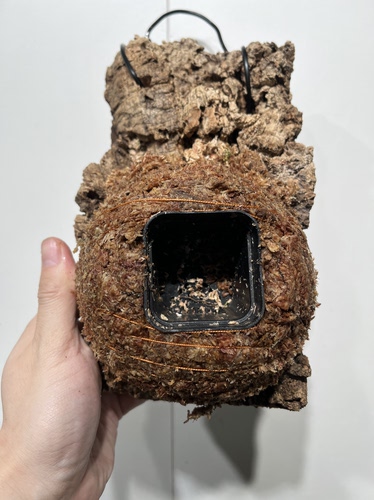 一物一拍软木板水苔球 尺寸13*23厚4.5cm 水苔球12.5cm送绑绳B623