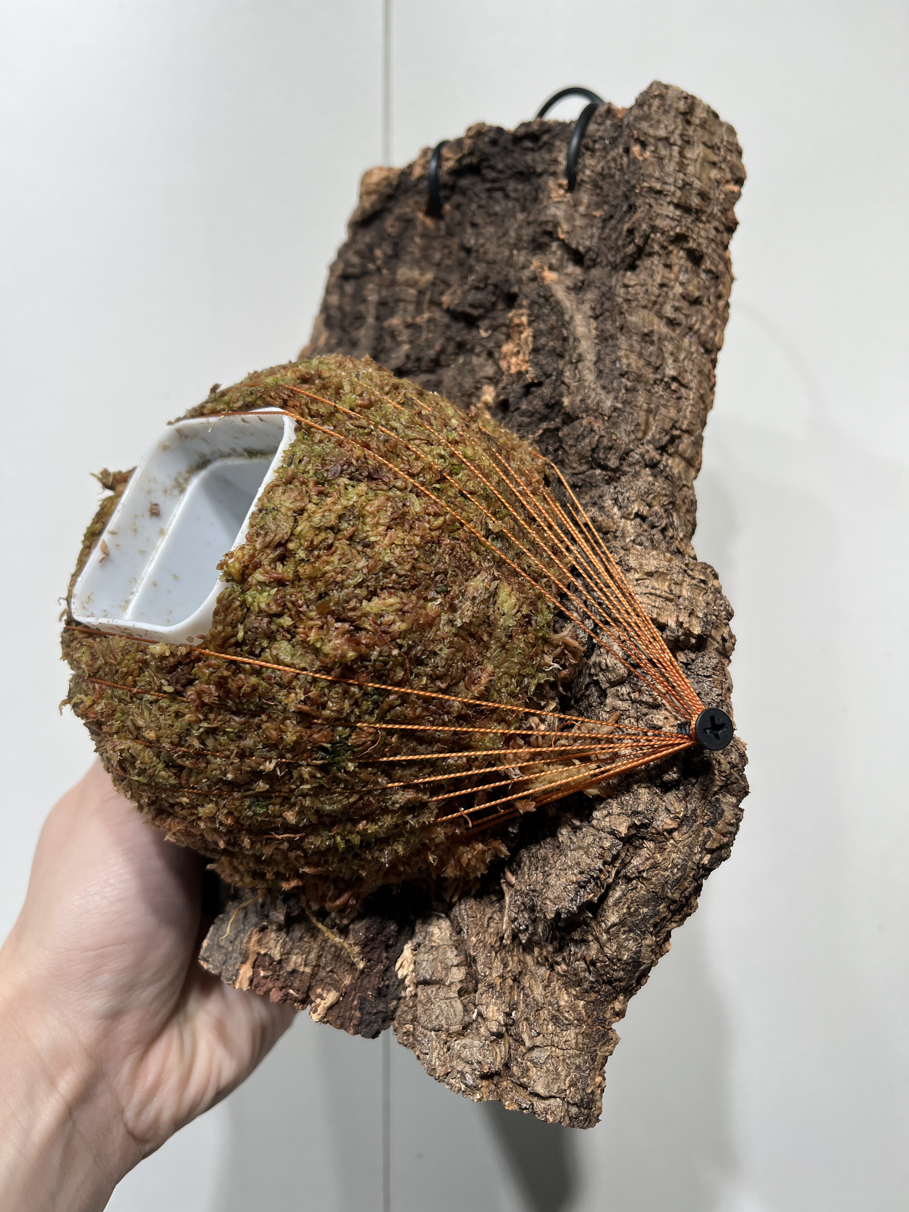 一物一拍软木板水苔球 板16*22厚度5.5cm 水苔球12.5cm送绑绳B468,鲜花速递/花卉仿真/绿植园艺,热植养护设备,淘宝优惠券,粉丝福利购,淘宝优惠卷