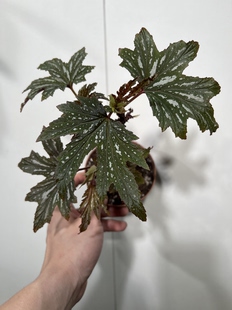 总高30cm 892 风铃乌头杂秋海棠 一物一拍