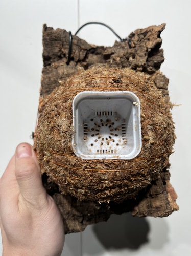 一物一拍软木板水苔球 板15*22厚度3.5cm 水苔球12.5cm送绑绳B573