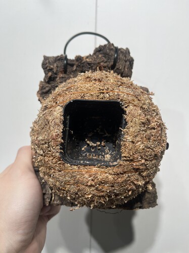 一物一拍软木板水苔球 板16*16厚度4cm 水苔球12.5cm送绑绳B603