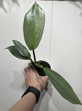 一物一拍 哈斯塔姆水培盆 总高 35cm 814