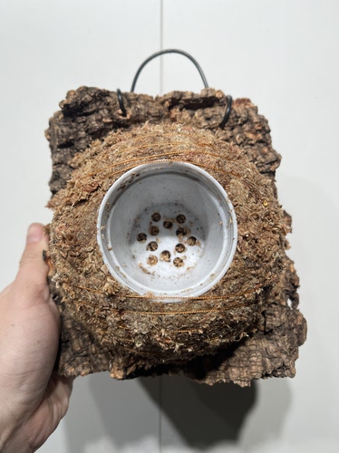 一物一拍软木板水苔球 板19*19厚度4.5cm 水苔球14.5cm送绑绳B523