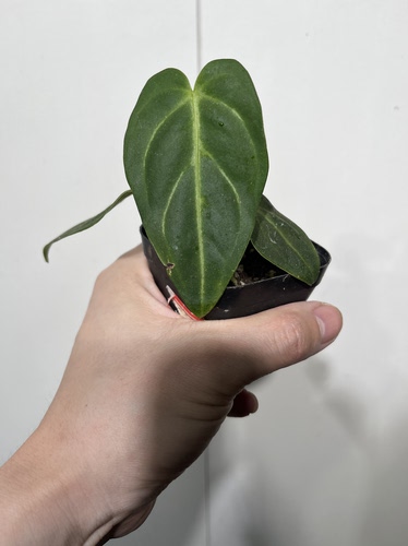 一物一拍 帝王花烛 L247