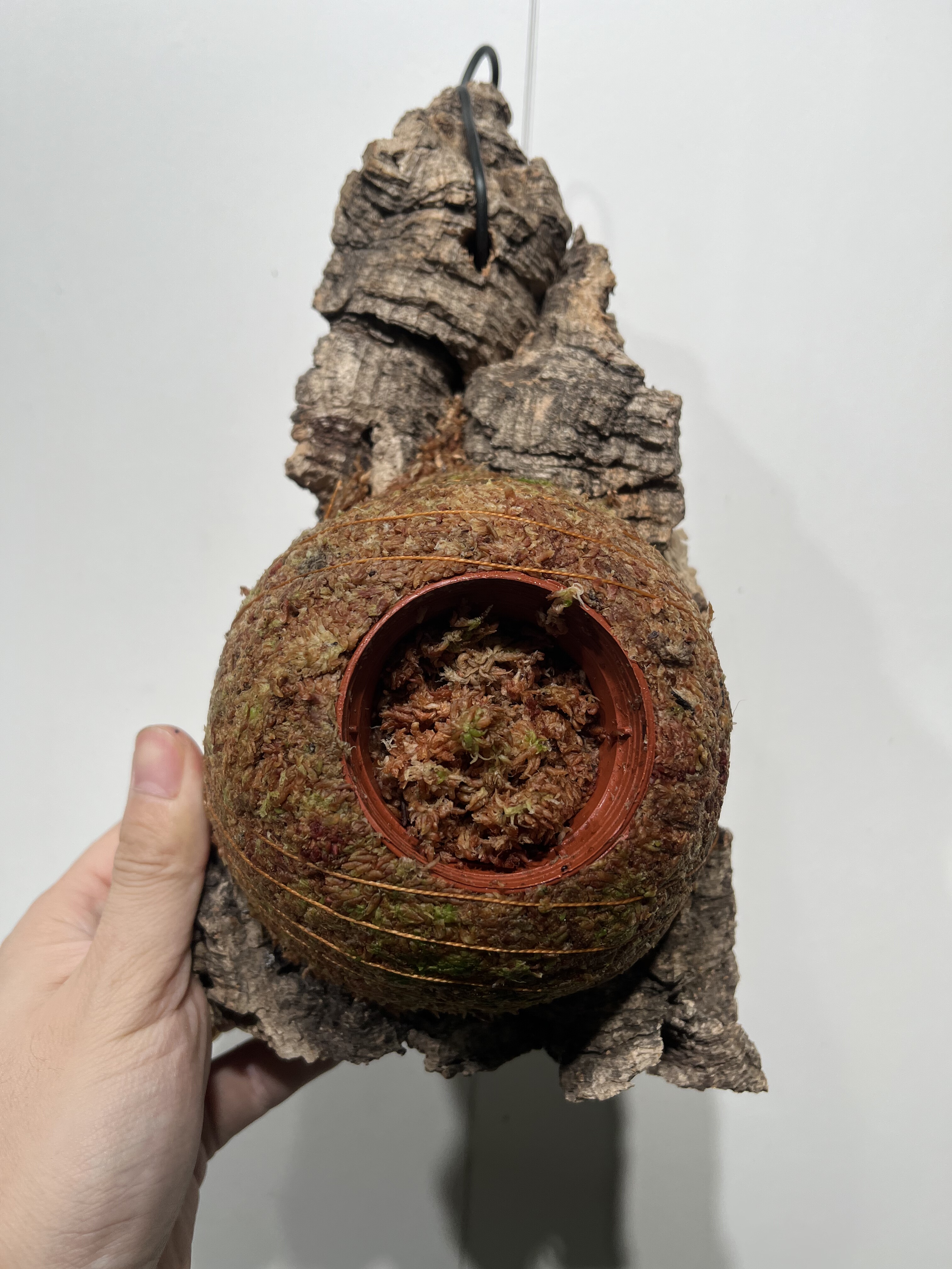 一物一拍软木板水苔球 板16*26cm厚5cm 水苔球12.5cm送绑绳B184