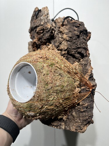 一物一拍软木板水苔球 板17.5*27厚度6cm 水苔球14.5cm送绑绳B554