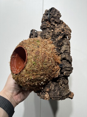 一物一拍软木板水苔球 板16*22厚度6cm 水苔球12.5cm送绑绳B432