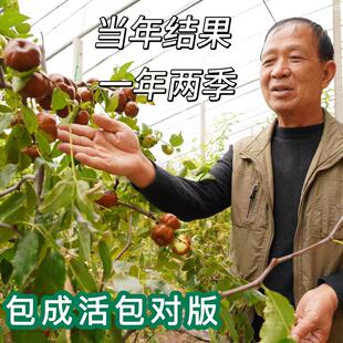 冰糖脆枣树苗特大蟠枣树大枣超甜耐寒特大盆栽嫁接枣树苗大全包活