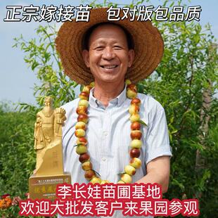 枣树活苗特大果枣子枣苗蟠枣树苗嫁接南方北方种植盆栽果苗果树