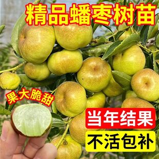 特大帝王蟠枣树苗嫁接长艳二号蟠枣树活苗南方北方庭院种植李长娃