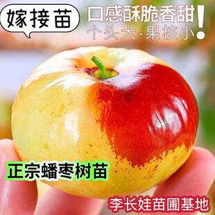 当年结果枣树活苗果树南北方种植嫁接冰糖枣特大超甜蟠枣大树苗