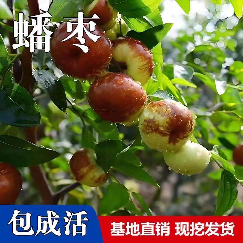 特大蟠枣树苗大枣嫁接长艳二号冰糖脆枣耐寒盆栽地栽耐寒当年结果