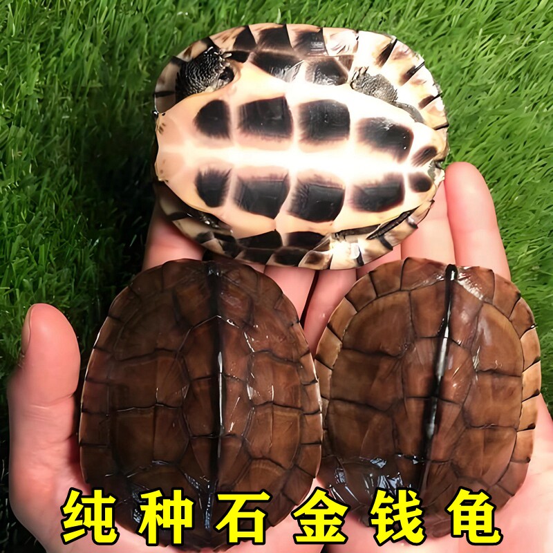金钱龟活体龟观赏南石金钱龟小乌龟小青宠物龟网红长寿情侣龟