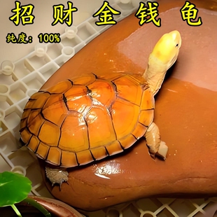 正宗黄喉拟水龟三黄小青北石龟石金龟观赏龟小宠物龟苗活体物乌龟