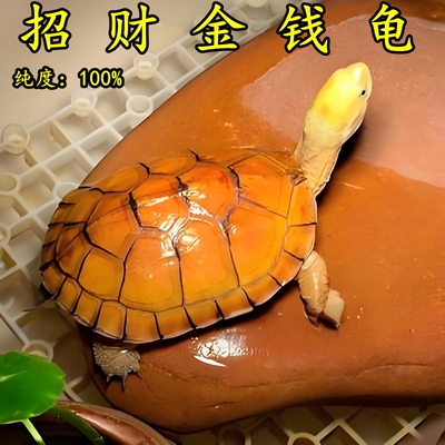正宗黄喉拟水龟三黄小青北石龟石金龟观赏龟小宠物龟苗活体物乌龟