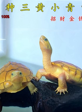 纯正黄喉拟水龟北石龟三黄小青石金龟观赏龟小宠物龟苗活体物乌龟