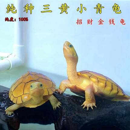 纯正黄喉拟水龟北石龟三黄小青石金龟观赏龟小宠物龟苗活体物乌龟