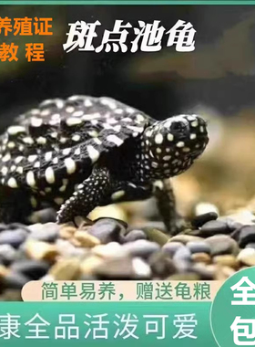 斑点龟苗斑点苗满天星深水龟黄头侧颈水龟四大名龟大鱼缸龟黑池龟