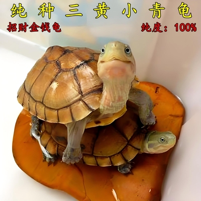 三黄小青正宗黄喉拟水龟北石龟石金龟龟苗活体物乌龟观赏龟小宠物