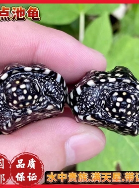 正宗斑点龟满天星龟吃粪龟宠物龟活体深水龟星点龟黑池龟包邮
