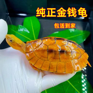 纯正石金钱龟宠物龟小乌龟活物小青龟苗黄金龟苗纯正海南三线