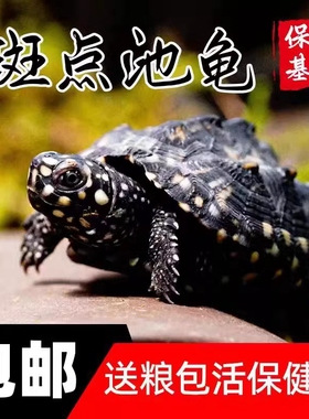 正宗斑点龟满天星龟黑池龟深水龟吃粪龟宠物龟星点龟活体包邮