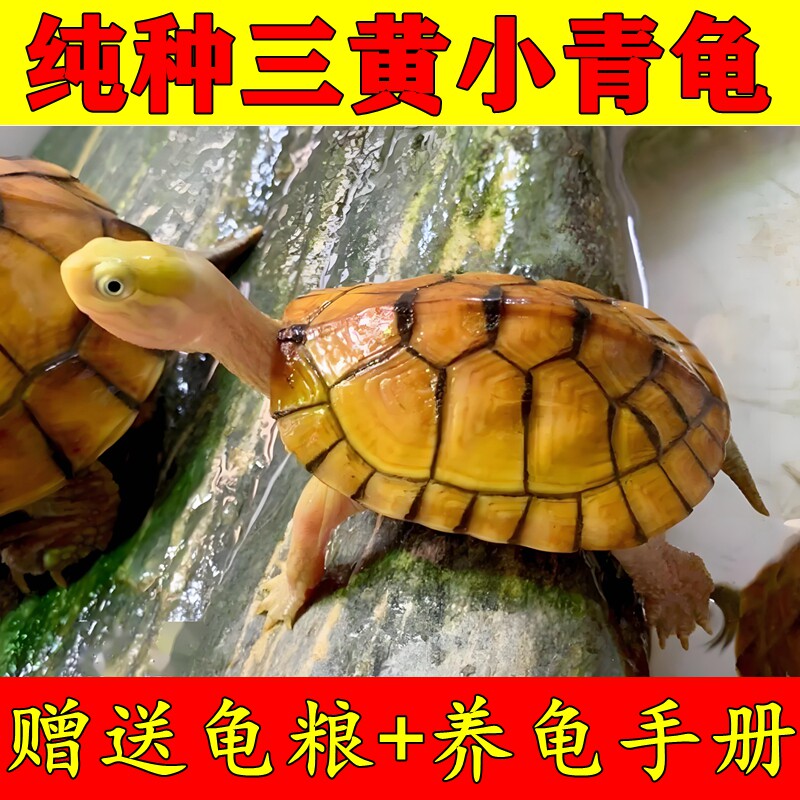 正宗黄喉拟水龟北石龟三黄小青石金龟龟苗活体物乌龟观赏龟小宠物