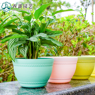 清仓正品 爱丽思塑料花盆碗型圆形简约树脂绿植绿萝花卉多肉花盆