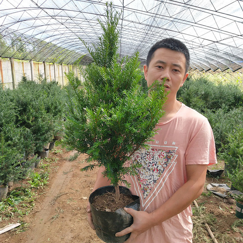 耐寒正宗东北红豆杉树苗大树绿植花卉盆栽盆景植物室内好养红豆彬 鲜花速递/花卉仿真/绿植园艺 绿植 原图主图