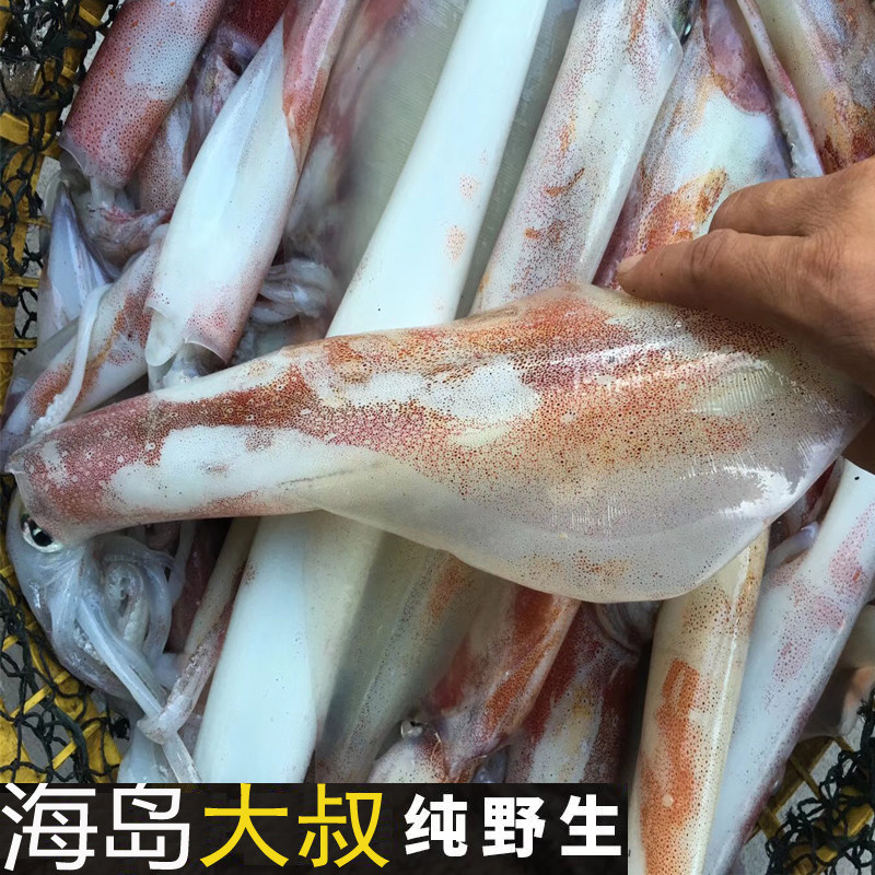 海岛大叔野生鱿鱼活冻钓管鱿鱼烧烤新鲜海钓钓管鱿鱼铁板烧鱿鱼