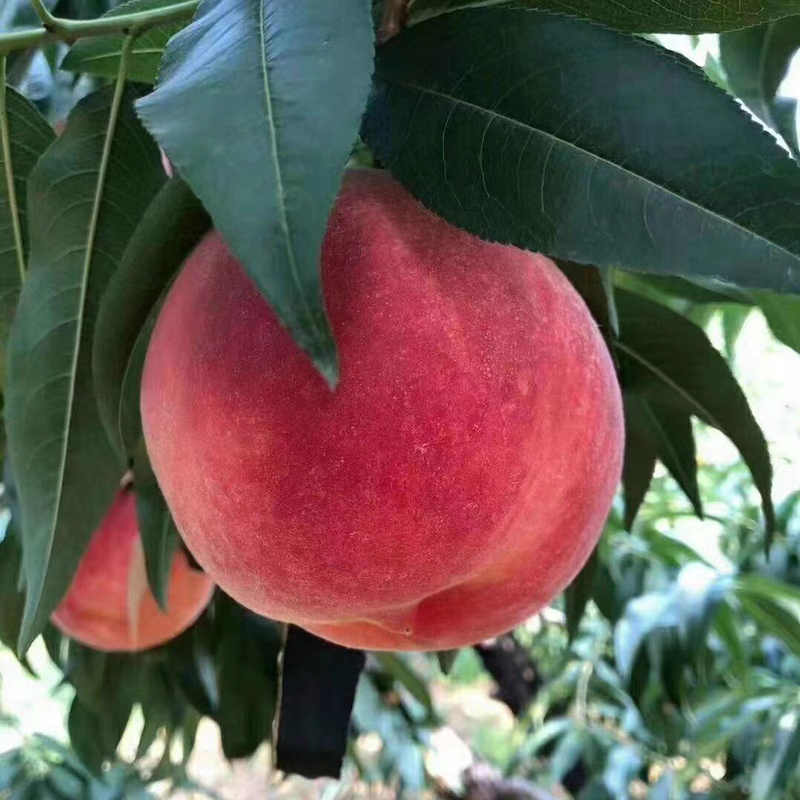 正宗北京平谷大桃新鲜多汁绿化九号离核久保脆甜毛桃孕妇水果礼盒