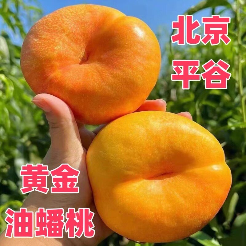 北京平谷大黄油蟠桃黄肉彩虹油蟠新鲜水果香甜多汁孕妇桃子现摘