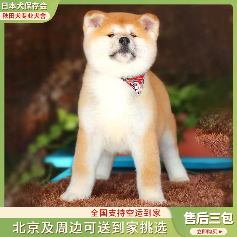 赛级双血统日本秋田犬幼犬  纯狗狗