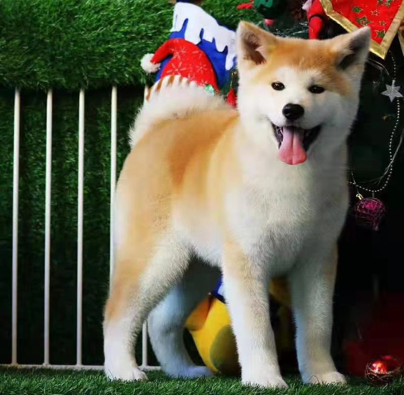 北京纯种日本秋田幼犬活体宠物狗狗狗