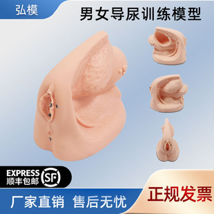 弘模高级女性内外生殖器模型人体导尿示范模型生殖器练习展示教具