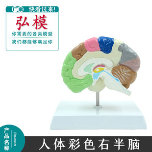 弘模大脑模型 脑模型 人体右半脑功能区模型 人脑模型 医用 彩脑
