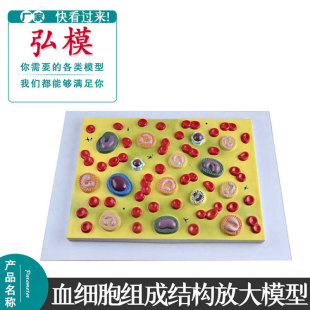 人体血细胞放大模型血液病理生理教学模具血细胞组成结构展示模型
