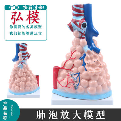 肺泡放大模型解剖弘模肺展示