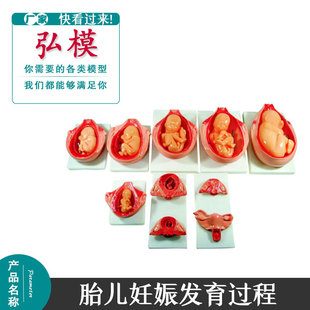弘模妊娠胚胎,胎儿妊娠发育过程模型,胎儿发育过程模特 教学模型