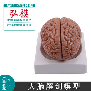 神经科脑模型 脑动脉解剖模型 自然大脑解剖模型 脑模型 包邮