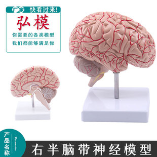 弘模豪华型脑示教 脑模型 人体右半脑模型 人脑模型 大脑带神经