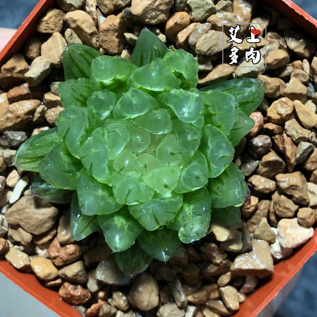 艾上多肉 樱水晶变异 樱变十二卷玉露多肉植物一物一拍满48包邮